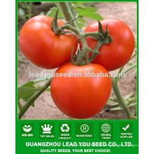 NT23 Fanny hybrid chinesischen tomaten samen manufaktur bestimmte wachsen typ